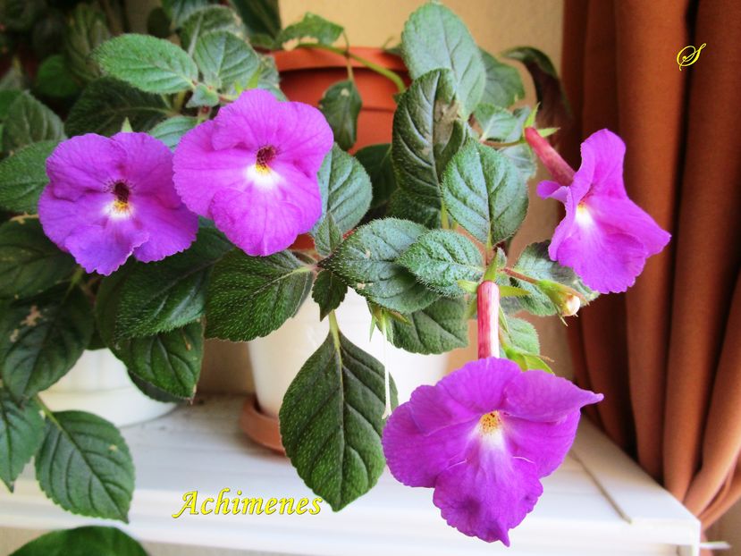 Achimenes (21-09-2016) - Gesneriaceae 2016