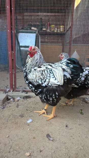  - Wyandotte argintiu