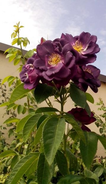 14425329_1032058166940677_5940950344873761217_o - 0 TRANDAFIRI 2016