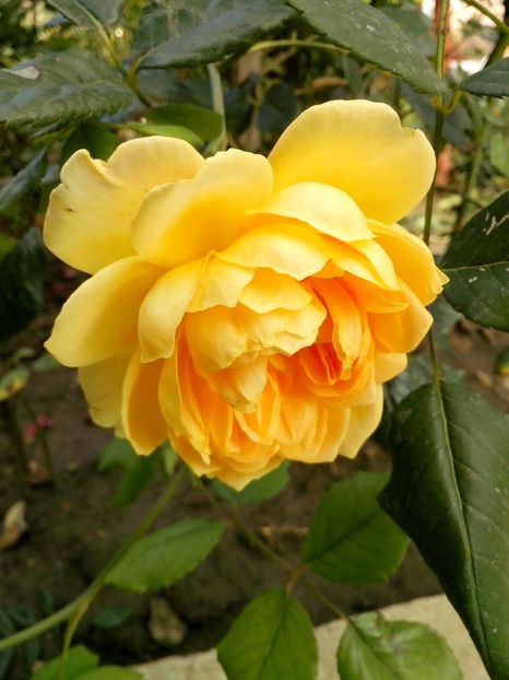 14195919_1032058403607320_8401319556135535341_o - 0 TRANDAFIRI 2016