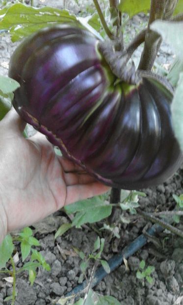 VIOLETTA DI FIRENZE - 15 sem. - 3 lei