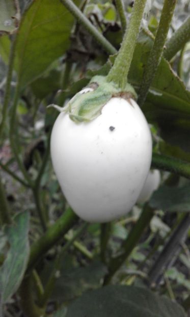 WHITE EGG