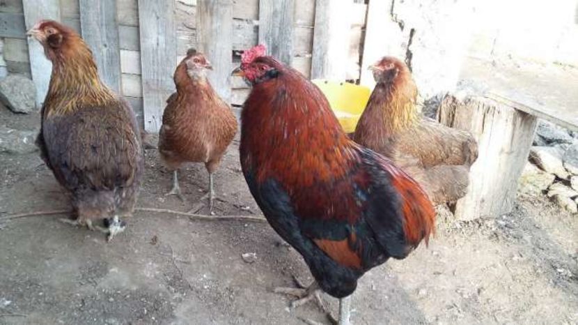 cocos araucana 2015 80 lei - VAND--SCHIMB