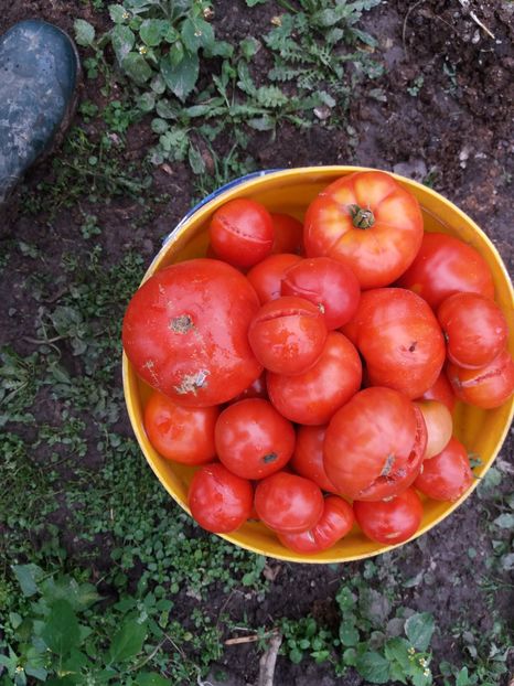  - Gradina cu legume de tot felul