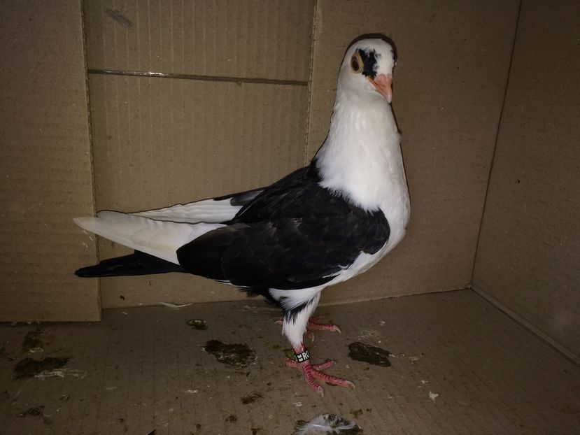 12163  femelă  2016