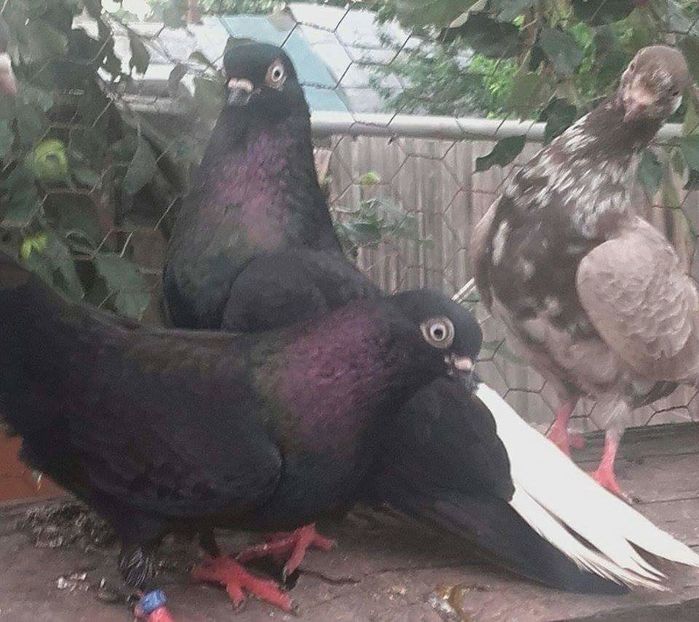 pereche 2012 mascul pierdut