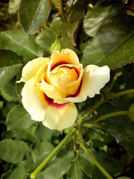 14409447_1032057826940711_3492702609218812591_o - 0 TRANDAFIRI 2016