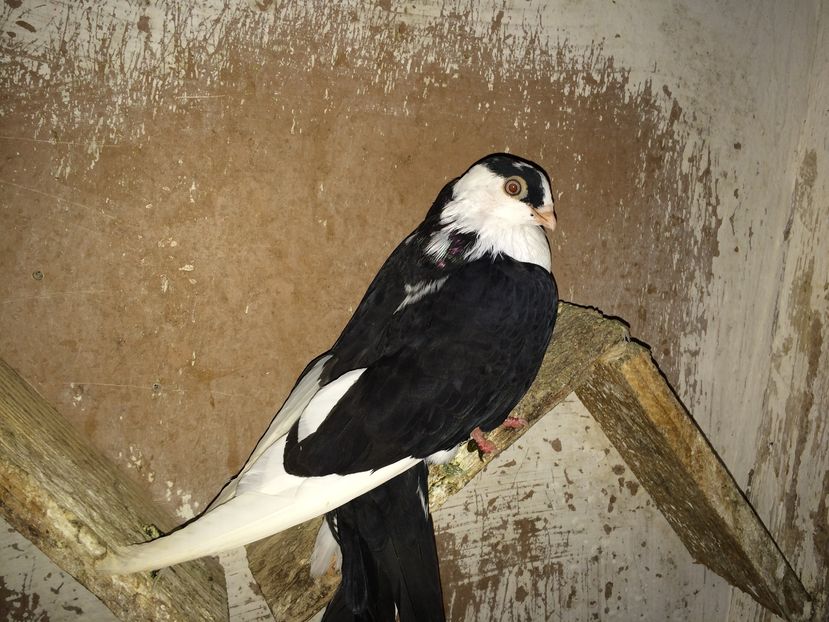 12192  femelă  2016