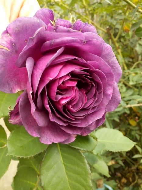 14362675_1032060083607152_4516399661487680258_o - 0 TRANDAFIRI 2016