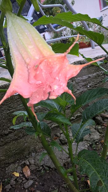 brugmasia roz