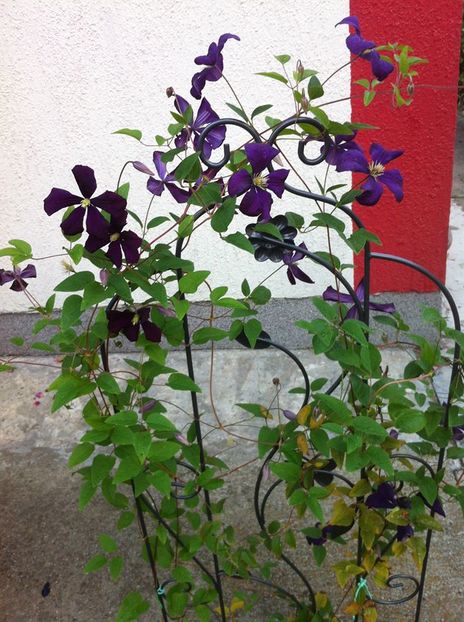 clematita - Clematita