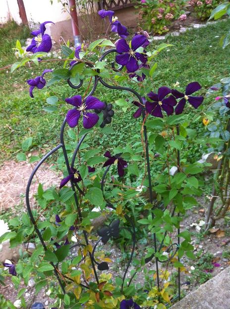 clematita2 - Clematita