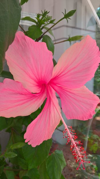  - Hibiscus Dainty Pink