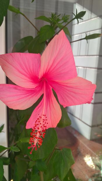 - Hibiscus Dainty Pink