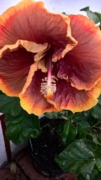  - Hibiscus Voodoo Magic