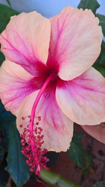  - Hibiscus Rowena Wedding