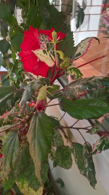  - Hibiscus Surinam