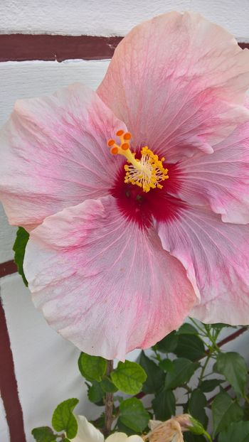  - Hibiscus Rebellious Lady