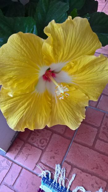  - Hibiscus Agustin Cordero