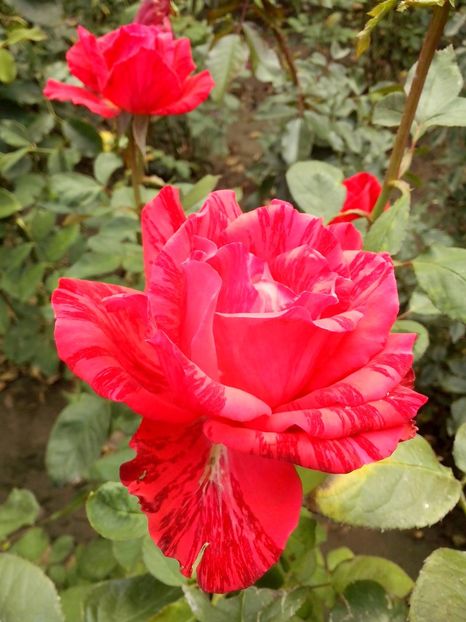 14380178_1032059453607215_6062880886976821194_o