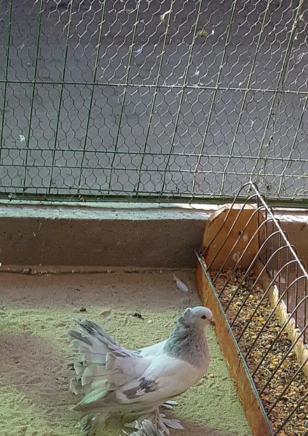 Mascul2016.Dnu.Rareş.Loc.TEIUŞ.Jud.ALBA - 8___-PERSOANE CU CARE AM COLABORAT- VANZARI