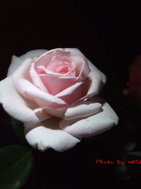 ery - nobile flori-2016