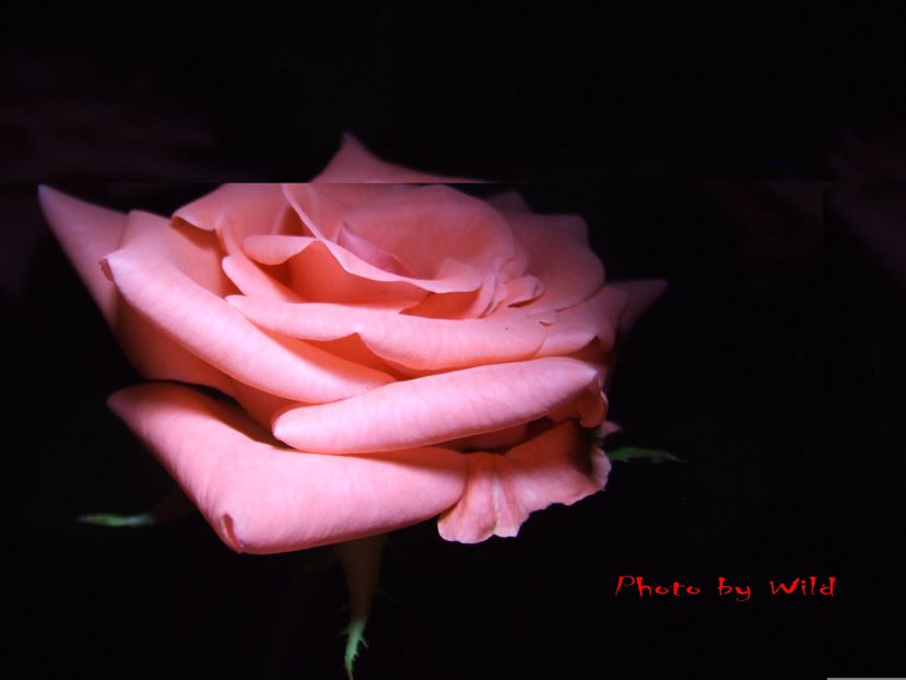 kjkk - nobile flori-2016