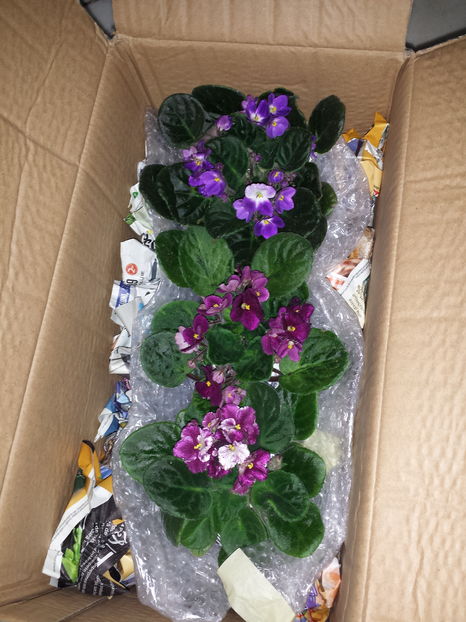 Colet gata de expediere cu Violete de Parma legate de fundul cutiei si protejate pe margine! - Cum ambalez eu plantele