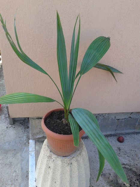 palmier bismarchia 4ani=75lei