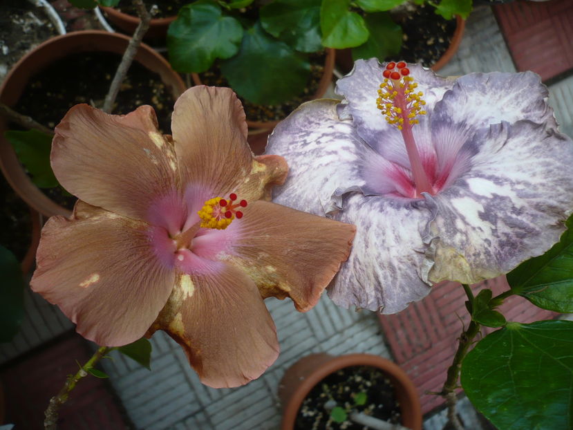 P1300094