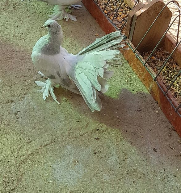 Femela2016.Dnu.Rares.Loc.TEIUŞ.Jud.ALBA - 8___-PERSOANE CU CARE AM COLABORAT- VANZARI