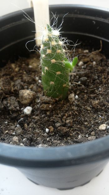 WIN_20160922_172141; Puiut
