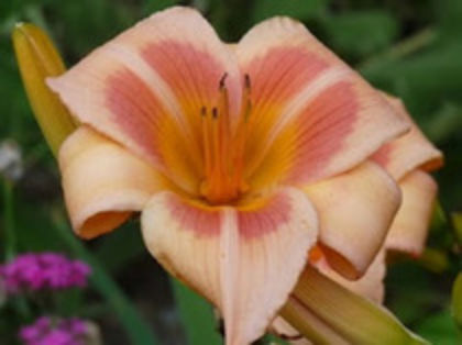 real wind - Hemerocalis 2016