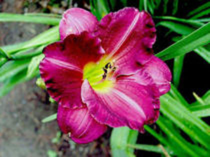 siloam red royal - Hemerocalis 2016