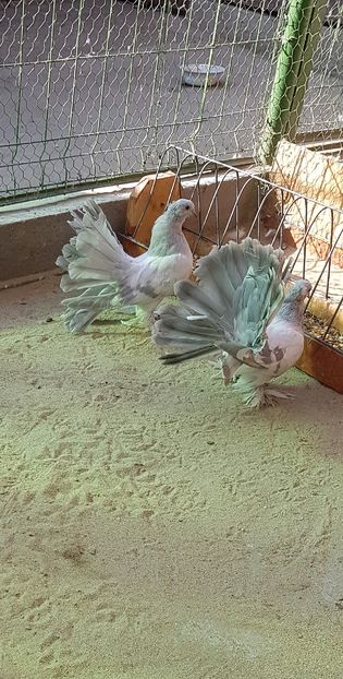 Pereche2016.Dnu.Rareş.Loc.TEIUŞ.Jud.ALBA - 8___-PERSOANE CU CARE AM COLABORAT- VANZARI