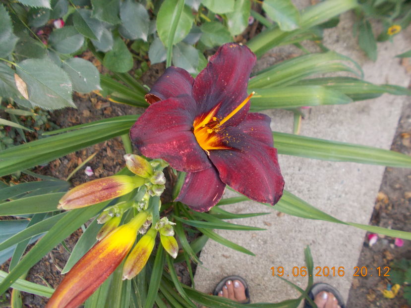  - Hemerocalis 2016