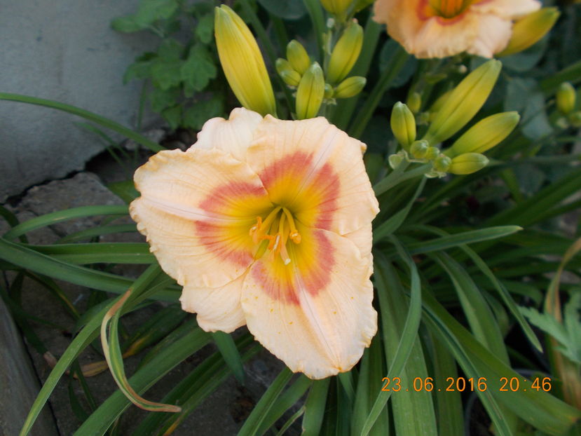 elegant candy - Hemerocalis 2016