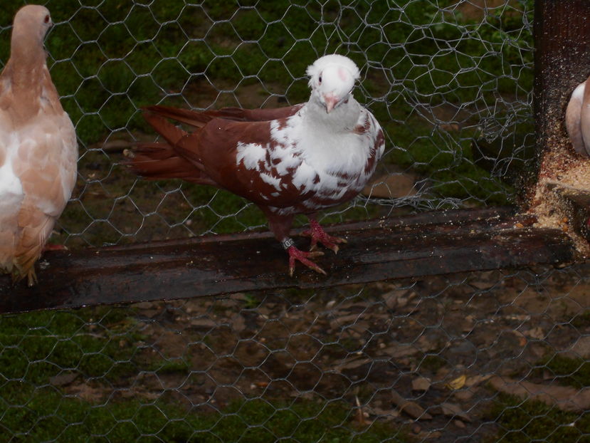  - Jucatori de Timisoara