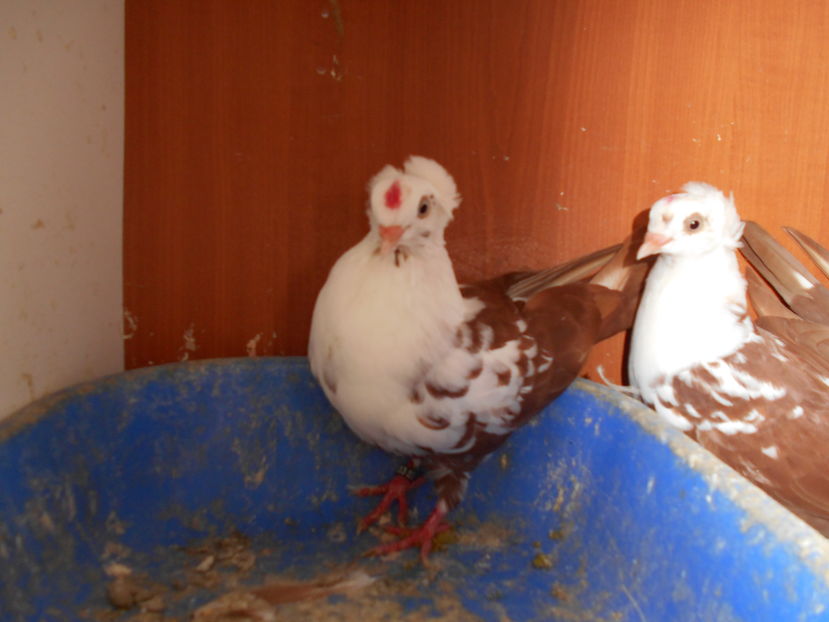  - Jucatori de Timisoara