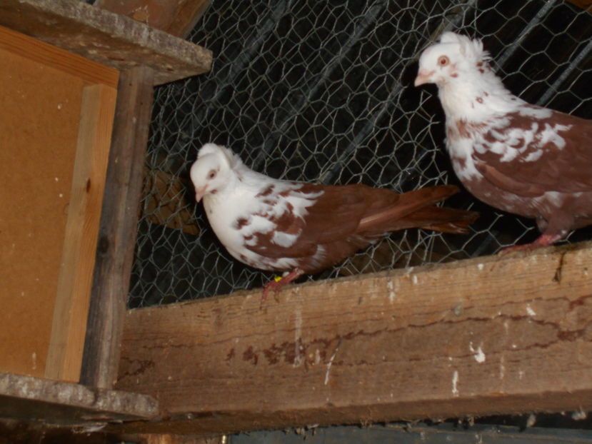  - Jucatori de Timisoara