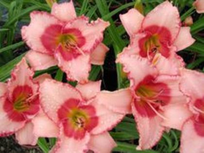 strawbery    candy - Hemerocalis 2016