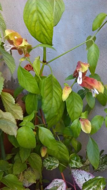 IMAG1014 - Vara 2014-2017