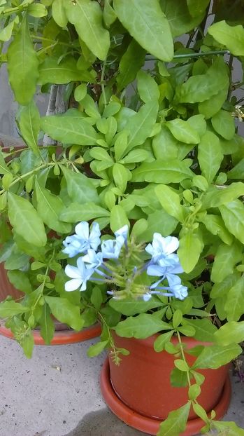 IMAG1008 - Vara 2014-2017