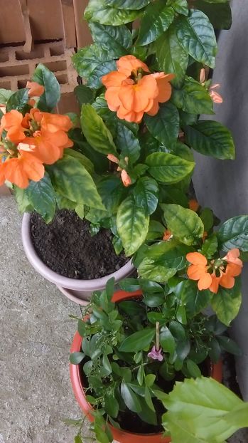 IMAG0994 - Vara 2014-2017