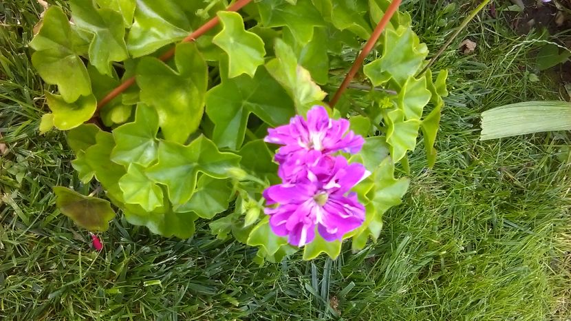 IMAG0932 - Vara 2014-2017