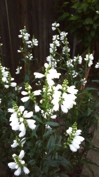 IMAG0912 - Vara 2014-2017