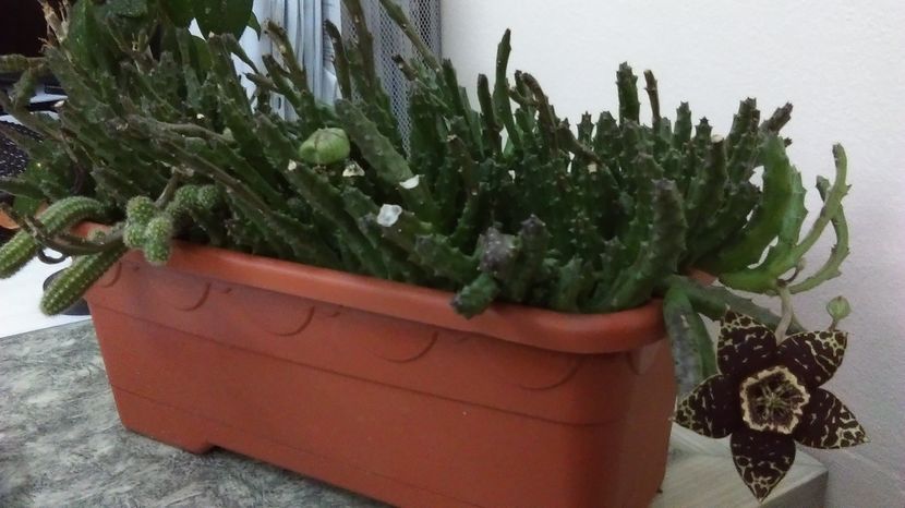 IMAG0995 - Vara 2014-2017