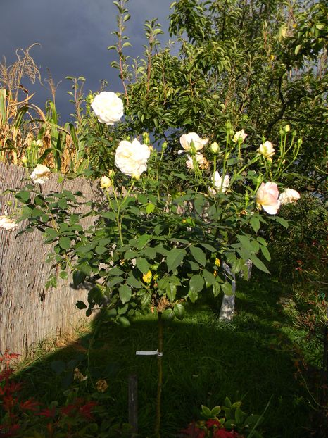 Gruss und aachen