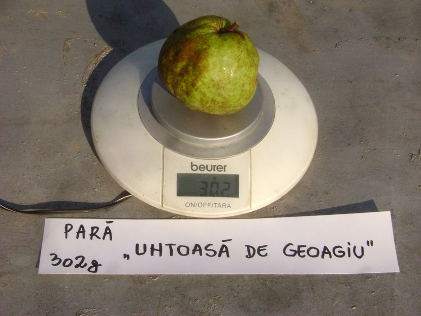 Para Untoasa de  Geoagiu 4; Para Untoasa de Geoagiu
