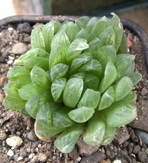 Haworthia cooperi